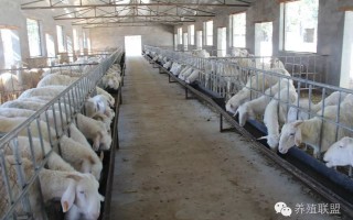 养殖山羊短视频制作 农村养羊技术 圈养羊技术视频 秸秆养羊配比技术