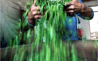 石阡短视频制作团队 贵州石阡：非遗工坊炒出致富茶香