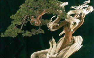 最新种植技术柏树 新手必看！柏树盆景4步活法+修剪秘籍，四季常青不掉叶子