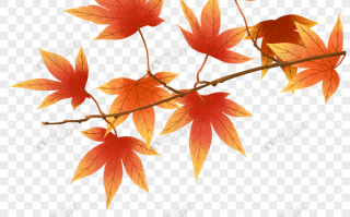 枫叶素材短视频制作 运用PS通道和画笔工具制作创意精美的枫叶边框信纸